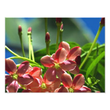 Rangoon Creeper blossoms Photograph