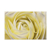 Ranunculus Canvas Print