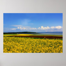 rape field corr poster