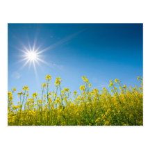 rape field postcard
