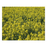 Rapeseed flowers in Somerset field, UK Photograph