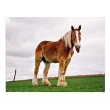 Raspberry Amish Horse Postcards