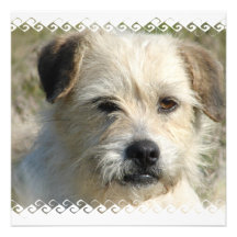 Rat Terrier Invitation
