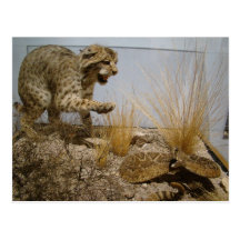 Rattle Snake vs Bobcat Postcard