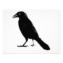 Raven Announcement