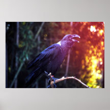 Raven In The Sun Print