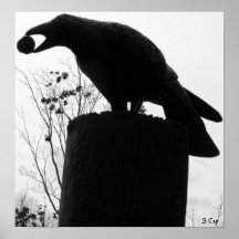 Raven's Bite, S Cyr Posters