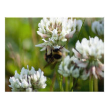 Reaching for Pollen; No Text Photo Art