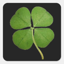 Real Four Leaf Clover Sticker