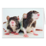 Real Women Own Rats! Cards