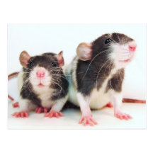Real Women Own Rats! Post Cards