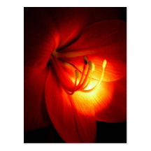 Red Amaryllis Postcards