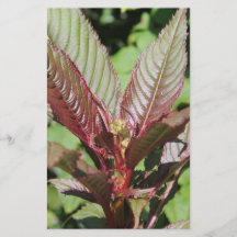 Red and Green Leafy Plant. Personalized Flyer
