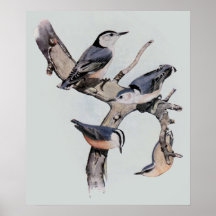 Red and White-Breasted Nuthatches Posters