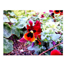 Red And Yellow Pansy Post Card