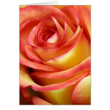 red and yellow rose cards