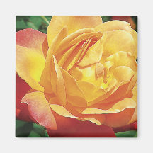 Red and yellow Rose Magnet