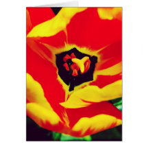 Red and Yellow Tulip Blank Greeting Card