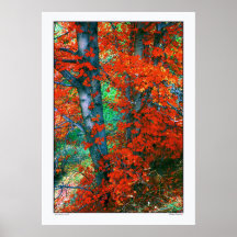 Red Autumn -Utah Posters