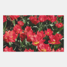 Red Beauties Rectangular Stickers