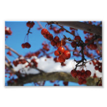 Red Berries in the Snow Print Photo