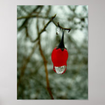 Red Berry Poster