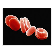 Red Blood Cells Post Cards