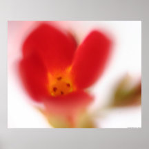 Red Bloom Posters