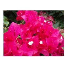 Red Bougainvillea Postcard