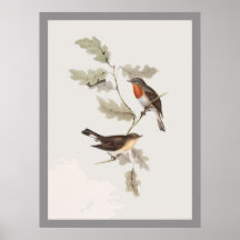 Red-breasted Flycatcher Posters