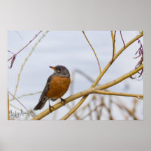 Red Breasted Robin Poster