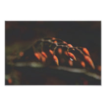 Red Buds Art Photo