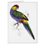 Red-Capped Parrakeet (Male) by Edward Lear Greeting Cards