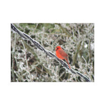 Red Cardinal after Ice Storm Stretched Canvas Print