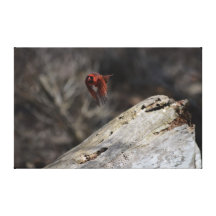 RED CARDINAL CANVAS PRINT