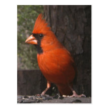Red Cardinal Postcard