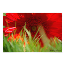 Red Centre Photograph