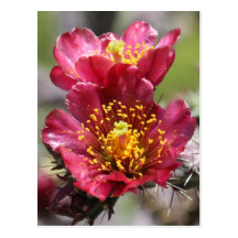 Red Cholla Blooms Postcard