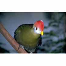 Red-crested turaco, Africa Cut Out