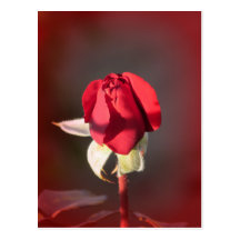 Red Crimson Bouquet Rosebud Postcard