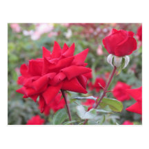 Red Crimson Bouquet Roses Postcard