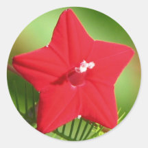 Red Cypress Vine Round Stickers