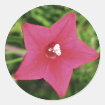 Red Cypress Vine Sticker