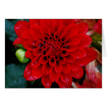 Red Dahlia Card