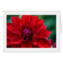 Red Dahlia Card