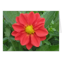 Red Dahlia Card