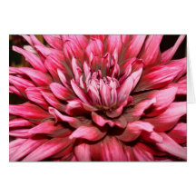 red dahlia card