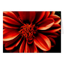 Red dahlia cards