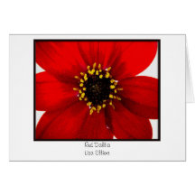Red Dahlia Cards