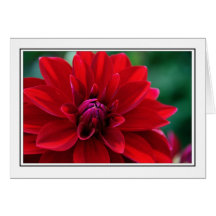 Red Dahlia Greeting Card